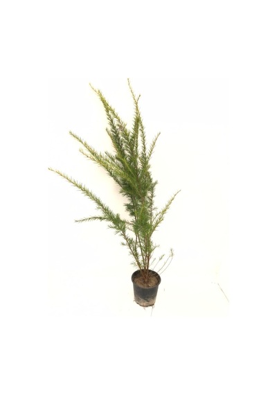 Videolu Mis Kokulu 1 Adet Çiçek Açan Gravilla Fidanı 30-50cm Saksılı Gravel Sapling