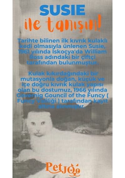 Petjoo 3.Susie Turuncu-Mavi Qr'lı Kedi Künyesi