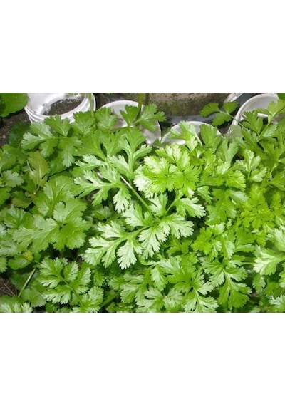 Kişniş Tohumu - Aksel 10 Gr