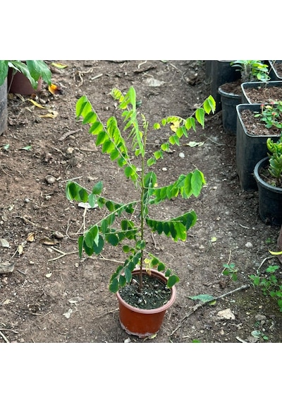 Carambola Yıldız Meyvesi Star Fruit Fidanı