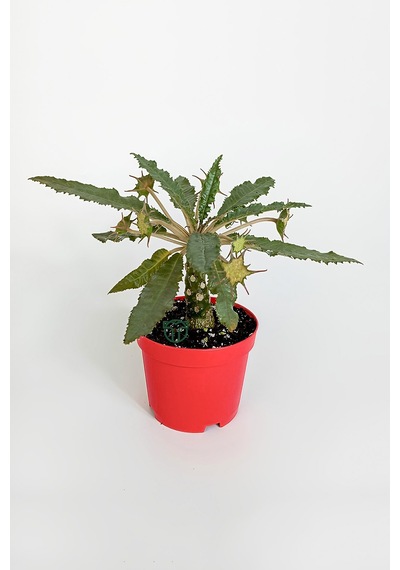 Dorstenia Foetida Özel Tür Nadir İlginç Sukulent 8.5 Cm Kırmızı S