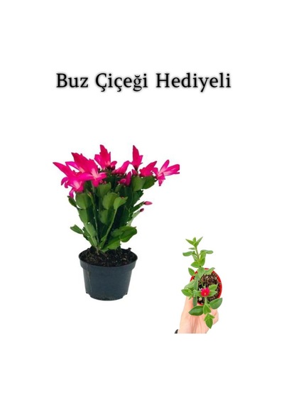 Anneler Gününe Özel Pembe Renk Yılbaşı Buz Çiçeği Hediyeli