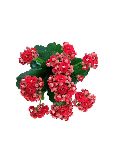 Kalanchoe - Kalanşo Çiçeği Kırmızı Çiçekli