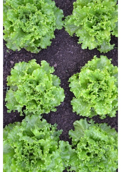 Kıvırcık Marul Tohumu 10GR