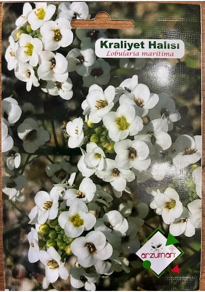 Kraliyet Halısı Çiçeği 100 Adet Tohum