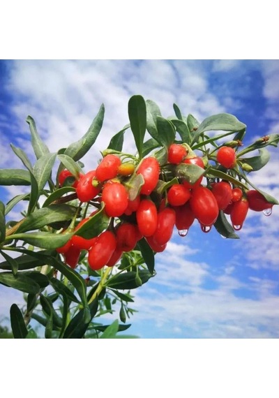 Tüplü Kırmızı Goji Berry Kurt Üzümü Fidanı 10 Adet