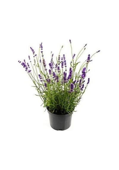 Lavanta Lavandula Angustifolia 3 Adet