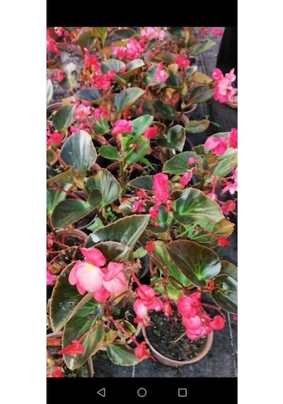 Begonya Çiçeği Fidanı 10-20 Cm Pembe