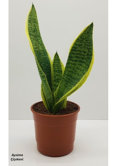 Serada Decor & Plant Paşa Kılıcı Sansevaria Peygamber Kılıç Çiçeği 35 Cm Canlı