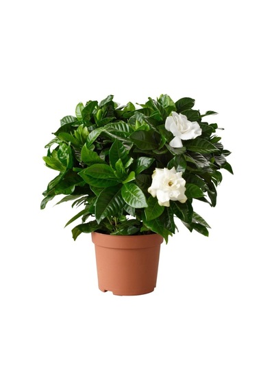 Serada Decor&plant Gardenya Jasminoides Kokulu Gardenya Ev Ve Ofis Bitkisi Dolgun Formlu 1.kalite