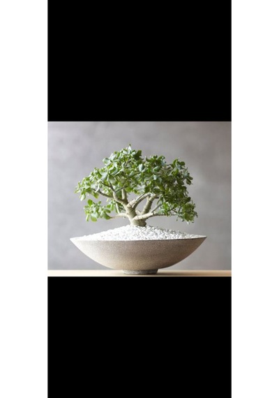 Beyaz Oval Taş Saksıda Para Bonsai Ağacı