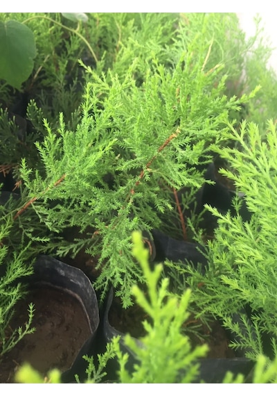 Videolu Mis Kokulu 10 Adet Limon Selvi Fidanı Bahçe Çamı 10-20cm Tüplü Lemon Cypress Tree
