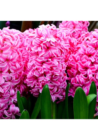 Pink Sweetheart Pembe Sümbül Soğanı3 Adet