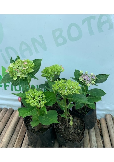 Ortanca Fidesi 5 Adet