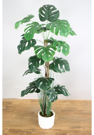 Yapay Monstera Ağacı 105 Cm Krem Saksılı