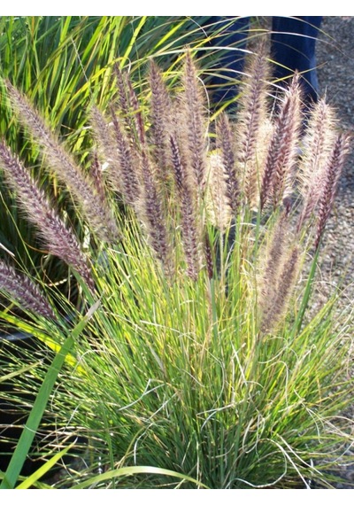 Pennisetum Çalısı 10'lu Set