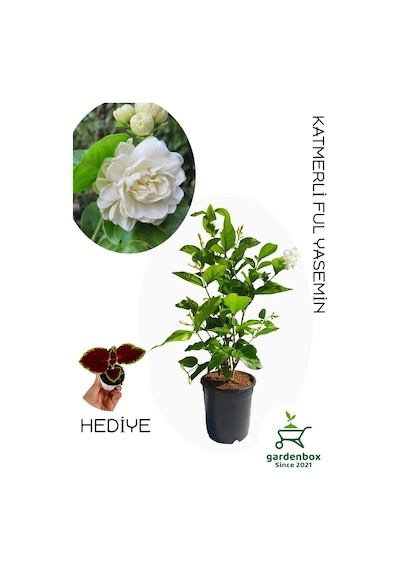 Yoğun Kokulu Katmerli Ful Yasemin Çiçeği 1 Adet Saksılı 40-60cm Jasminum Sambac
