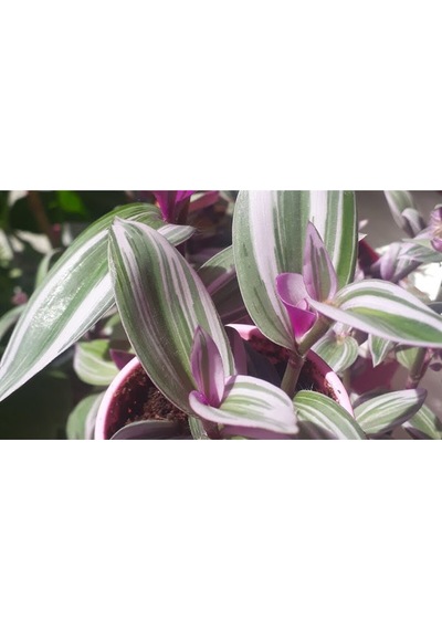 Çok Avantajlı Tradescantia Nanouk Pembe Telgraf Çiçeği Ithal 12.cm.büyük Boy Saksıda