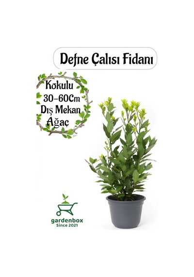 Yoğun Kokulu Defne Çalısı Fidanı 1 Adet Saksılı/tüplü 30-50cm