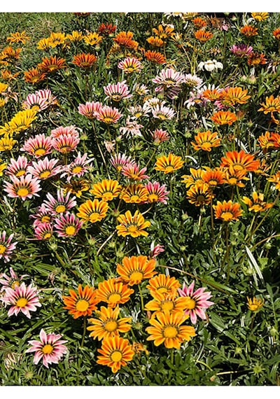 Thebestonline Karışık Renk 10 Adet Gazanya Koyun Gözü Çiçeği Fidanı 20-40cm Saksılı Gazania