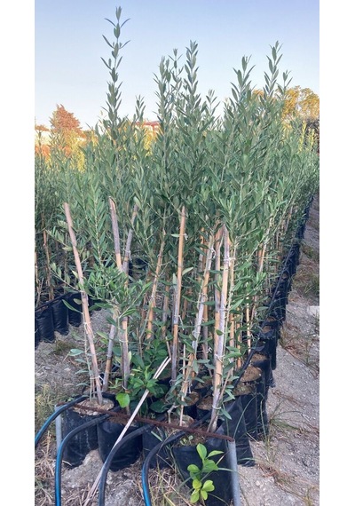 Bodur İspanyol Arbosana Zeytin Fidanı 120-150 Cm 10 Adet