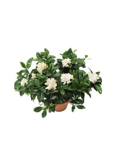 Gardenya Saksıda 3lü Dikim Ithal Kokulu Cicek Fidanı Hediyelik Kokulu Bitki