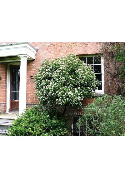 Viburnum Tinus - Yaprak Dökmeyen Kartopu 100 Cm 5 Adet