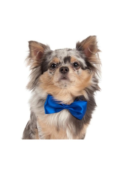 Show Tech Kedi Köpek Renkli Papyon Aksesuar 10 Adetli Paket