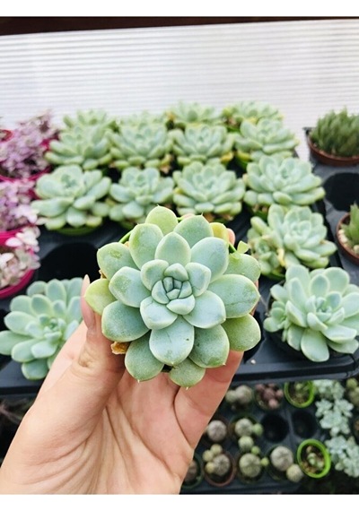 Echeveria Elegans