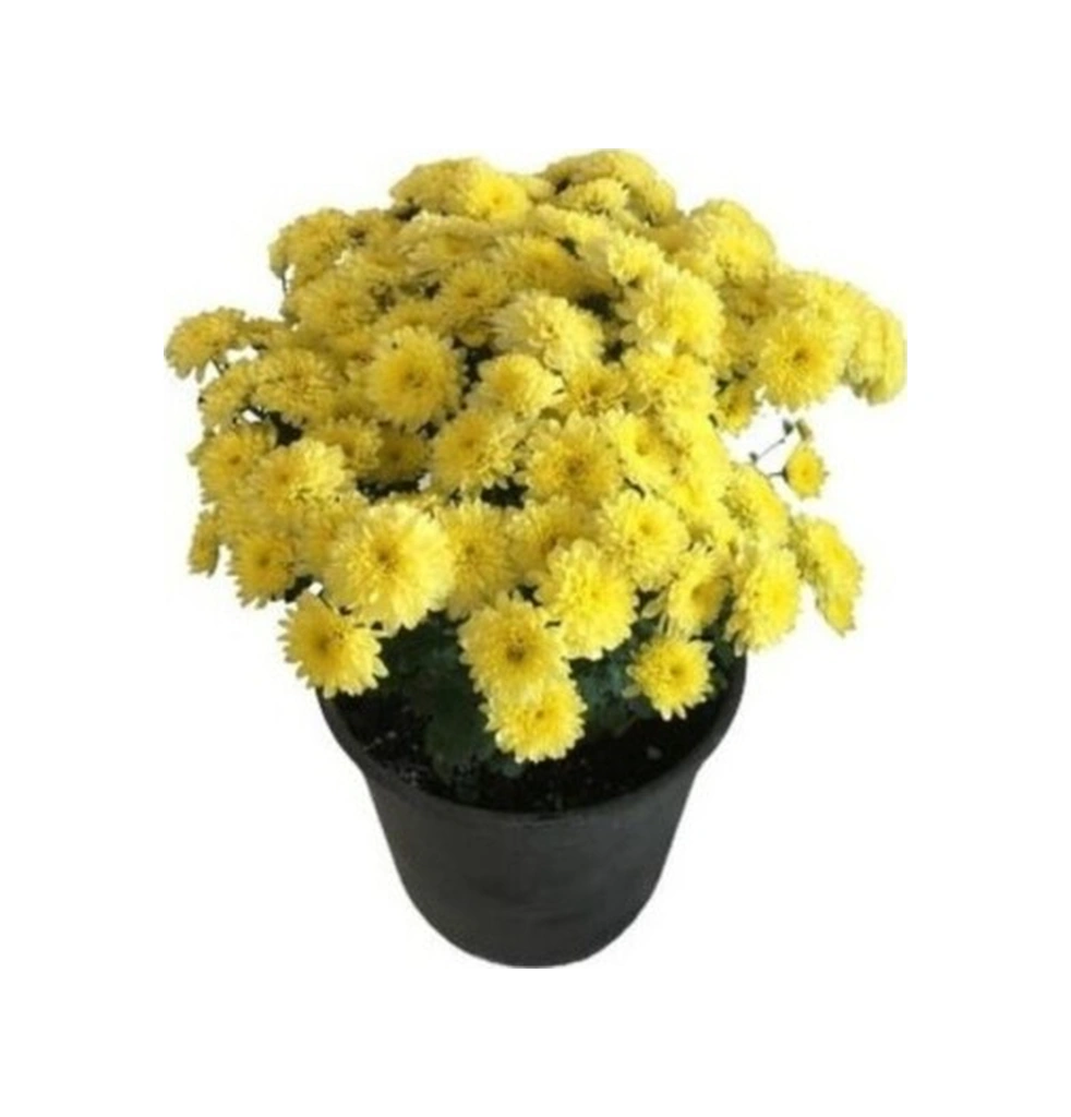 Bodur Kasımpatı Krizantem Chrysanthemum Sarı 10-20 Cm