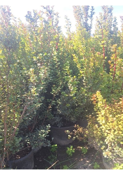Şimşir Fidanı 1 Adet Saksılı 30-40cm Bahçe Dekorasyon Çit Bitkisi Buxus