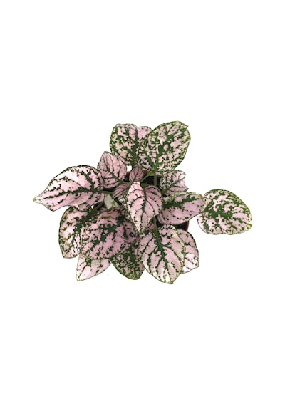 Hypoestes Phyllostachya 'Pink' (Hostes Çiçeği) Ø8,5 CM Y10-15 CM