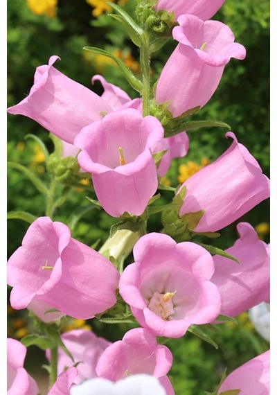 Dashing Look Pembe Renkli Çan Çiçeği / 20 Adet Çiçek Tohumu Th-thmcmthm325