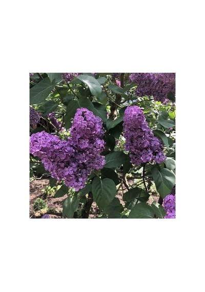 Soğuğa Dayanıklı Leylak Fidanı 10-20 Cm