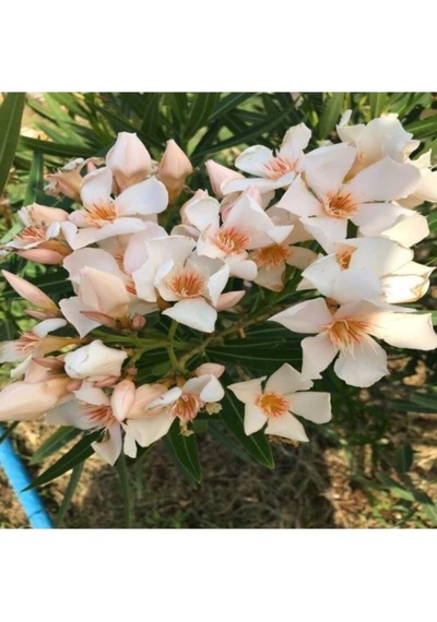 Krem Renk Zakkum Çiçegi Fidanı 10-20 Cm