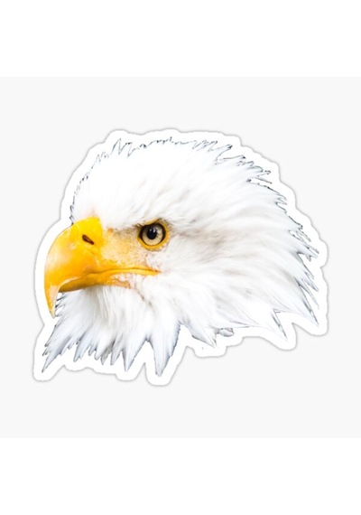 Araba Için Kartal Oto Sticker Yapıştırması Etiket 17Cm W8