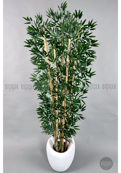 Zen Bambu Ağacı 240 Cm Beyaz Bone Saksıda