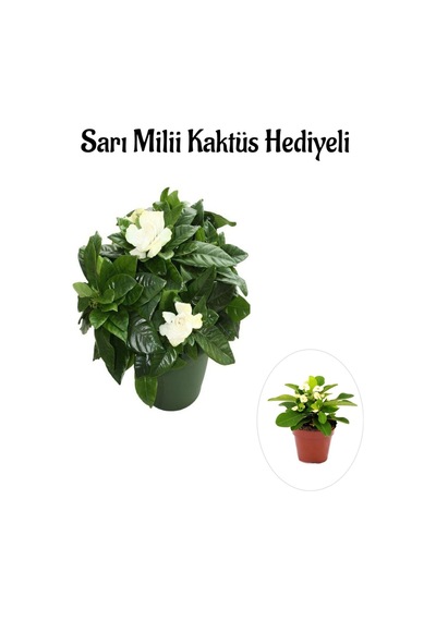Kadınlar Gününe Özel Yoğun Kokulu Gardenya Çiçeği Sarı Milii Kaktüs Hediyeli