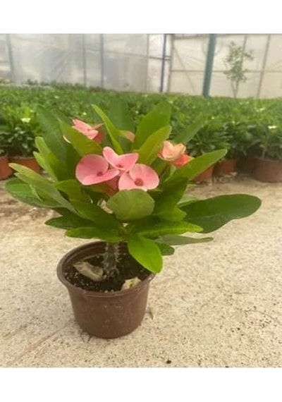 Beyaz Pembe Kırmızı 3 Adet Milli Dikenler Tacı Çiçeği Fidesi 15-30cm Saksılı Euphorbia
