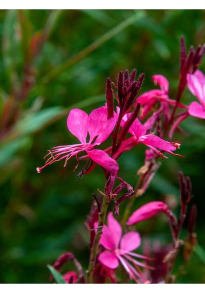 Gaura Çiçeği 5 Adet Saksılı/ Tüplü 40-70cm Çok Yıllık Dış Mekan Çiçeği Gavura Çiçeği