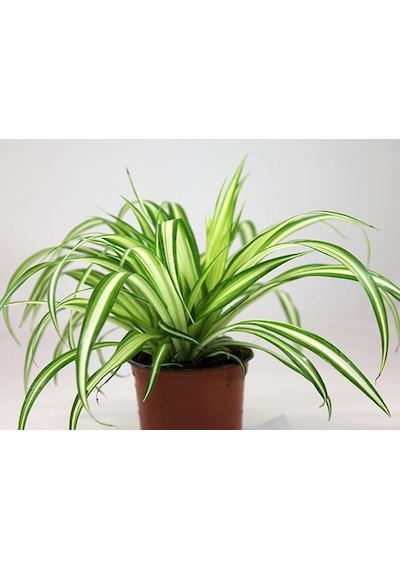 Kurdele Çiçeği Chlorophytum Comosum 10 Adet