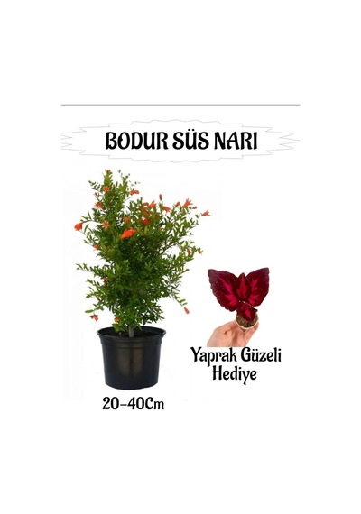 Bodur Süs Narı Fidanı 1 Adet Saksılı/tüplü+ Yaprak Güzeli Hediyeli Bahçe Peyzaj Seti