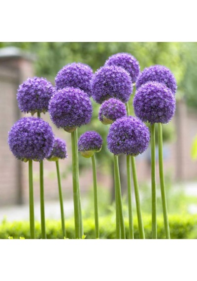 Dev Mor Allium Bitkisi Tohumu 3 Tohum + Tohum