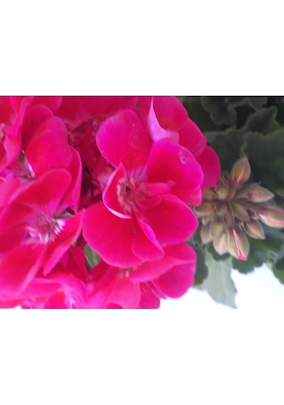 1 Adet Sardunya Çiçeği + 1 Adet Ceylan Gözü Fidanı 10-20 Cm