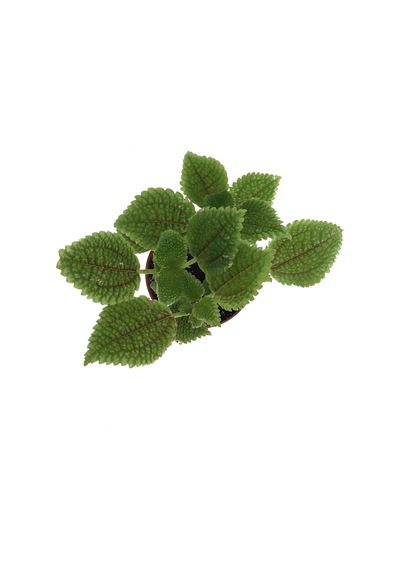 Pilea İnvolucrata moon Valley - Ev Ve Ofis Bitkisi Pilea İnvolucrata moon Valley - Ev Ve Ofis Bitkisi