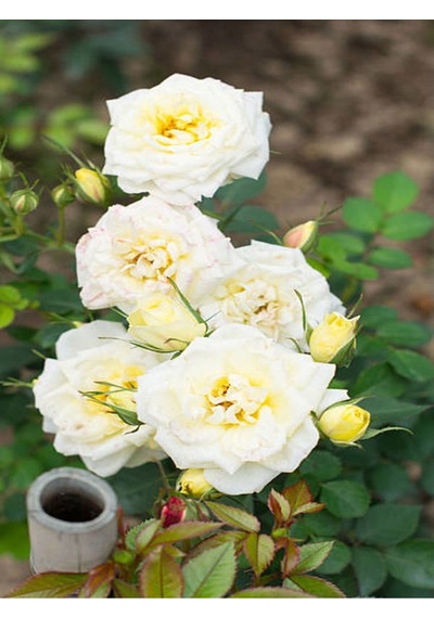 Chopin Beyaz Gül Fidanı 1 Adet Saksılı/tüplü 30-60 Cm Bahçe Bitkisi White Rose
