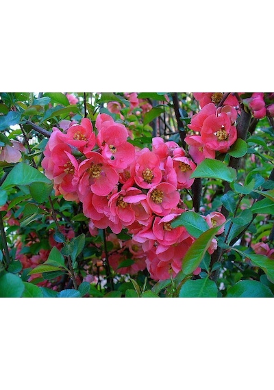Saksılı Japon Ayvası Bahar Dalı Fidanı 20-30 Cm Chaenomeles Japon 1440