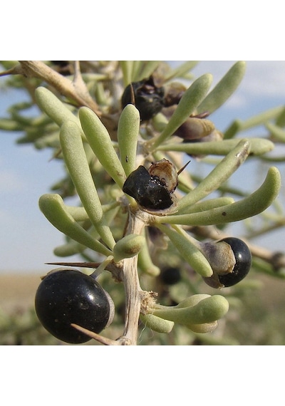 Nadir Siyah Goji Berry Tohumu 5 Adet