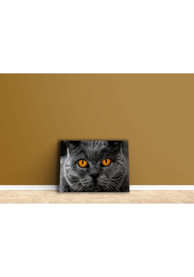 British Shorthair Kedi Kanvas Tablo