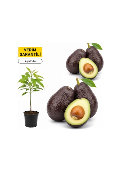 Aşılı Lamb Hass Avokado Fidanı - 2 Yaş Sertifikalı - İri Meyveli Saksıya Uygun 50-70 Cm